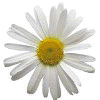 Daisy - structured petals, a syllabus of flowerdom?