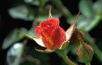 Rose - programs should strive for the beauty of the rose